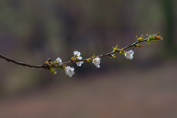 Almond blossom,blossoming almond branches, flowering on the branch of an almond tree.Beautiful spring floral , Natural light