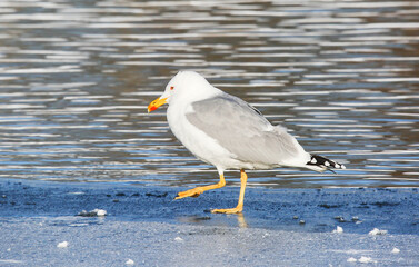 Caspian gull differs from the Herring gull in insignificant color details, in particular the legs