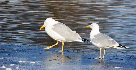 Caspian gull differs from the Herring gull in insignificant color details, in particular the legs