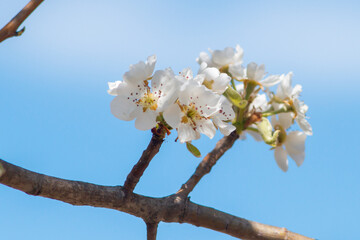 Almond blossom,blossoming almond branches, flowering on the branch of an almond tree.Beautiful spring floral , Natural light