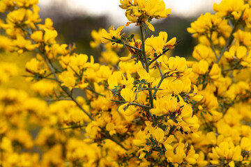 Genista hirsuta is a shrub of the Legume family. Genus of flowering plants in the legume family
