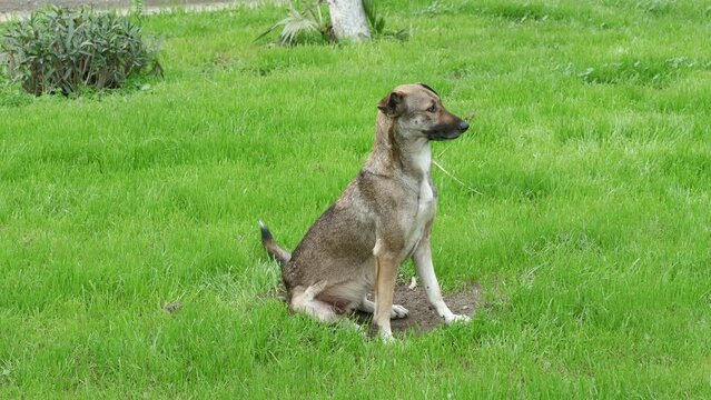 Homeless dog sitting on city lawn, looking around, sniffing. Mongrel is on green meadow. Cute mutt walks at street. Doggy watching his owner, master. Friendly pet, canine animal is on grass