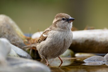 House Sparrow, female in the water of a bird watering hole. Czechia. Europe.