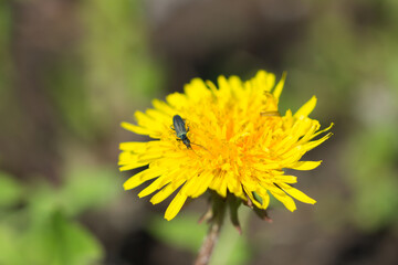 The common dandelion (lat. Taraxacum officinale), of the family Asteraceae. Central Russia.