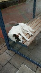 dog sleeping on the street