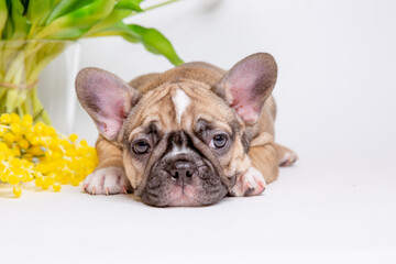 Cute little french bulldog puppy with spring flowers on white background cute pet concept