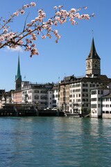 Fototapeta na wymiar Switzerland - Zurich city. Spring time cherry blossoms.