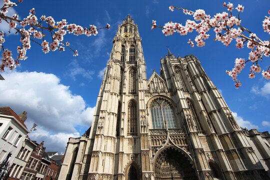 Antwerp city, Belgium. Spring time cherry blossoms.