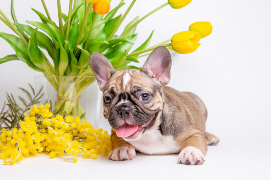 Cute little french bulldog puppy with spring flowers on white background cute pet concept