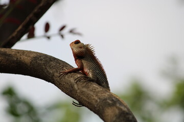 wild lizard on a tree