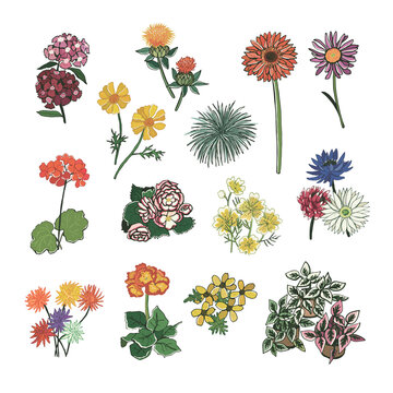 Garden flowers vector hand drawn illustrations set