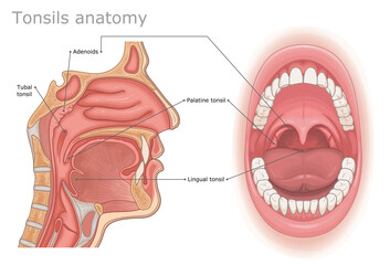 Tonsils anatomy medical illustration. Types of human tonsils labeled.  - obrazy, fototapety, plakaty