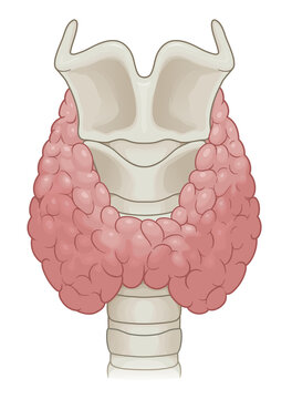 Human Thyroid Gland With Thyroid Cartilage And Trachea. Medical Vector Illustration. 