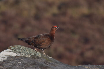 Male Red grouse perched on a rock.
