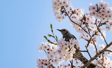 桜とヒヨドリ