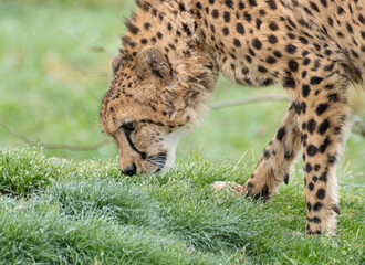 チーター
