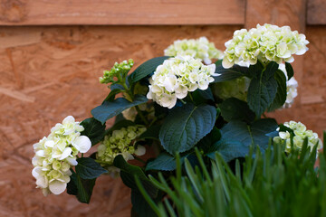 Beautiful white hydrangea or hortensia flower close up, flower in bloom in spring. Natural...