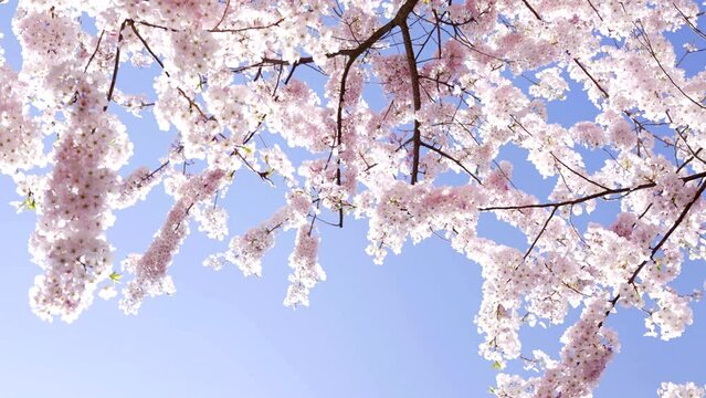 flowers of japanese cherry tree bloom, slow motion, spring