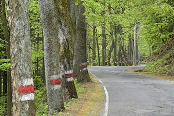droga stu zakretow, drzewa, asfalt, las, niebezpiecznenstwo, jezdnia © Albin Marciniak