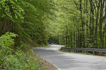 Fototapeta premium droga stu zakretow, drzewa, asfalt, las, niebezpiecznenstwo, jezdnia