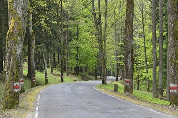 droga stu zakretow, drzewa, asfalt, las, niebezpiecznenstwo, jezdnia