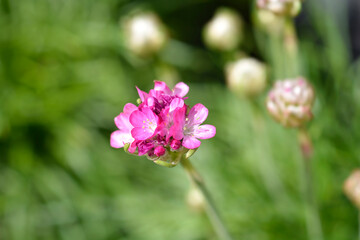 Sea Thrift Rosea
