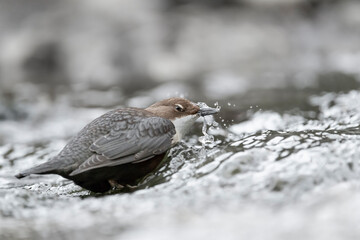 Splash! White throated dipper at hunt (Cinclus cinclus)