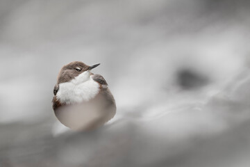 Among the rocks, fine art portrait of European dipper (Cinclus cinclus)