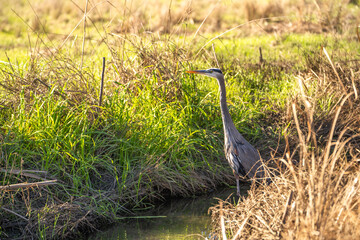 Great blue heron (Ardea cinerea)  
standing in a stream and hunts. 