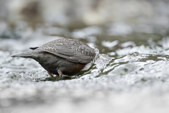 Underwater, White throated dipper at hunt (Cinclus cinclus)