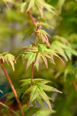 Katsura Japanese Maple