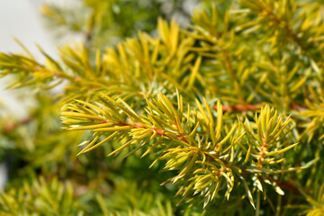 Shore Juniper All Gold