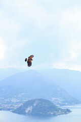 Naklejka na ściany i meble The falcon flying over the Como lake
