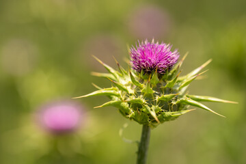 Close-up of Milk thistle (Silybum marianum)