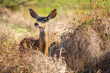 California Mule Deer (Odocoileus hemionus californicus) standing in the dry grass field. Beautiful...