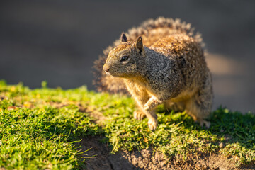 California ground squirrel (Spermophilus beecheyi) in its natural habitat.