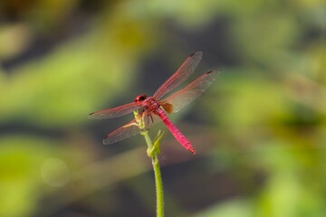 dragonfly on a branch
