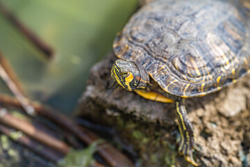 Red-eared turtle (Trachemys scripta elegans) resting on a stone in the lake.