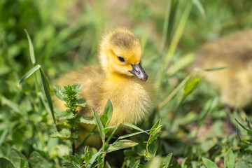 Canadian Goslings on the grass.