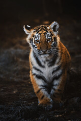 Fototapeta premium Siberian tiger (Panthera tigris altaica) detail portrait