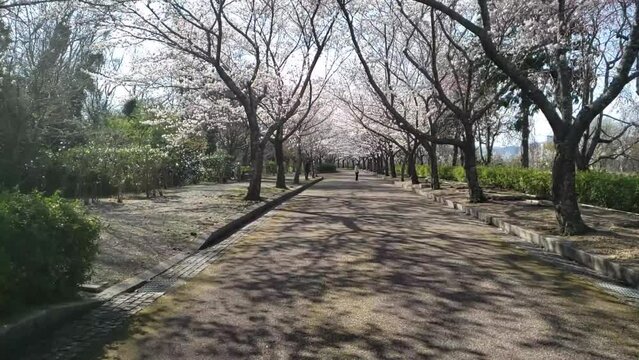 Kyoto, Japan, cherry blossoms, spring, beautiful scenery, sightseeing spots　桜のトンネル京都亀岡　スローモーション　02