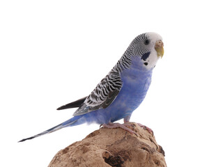 Beautiful parrot perched on wood against white background. Exotic pet