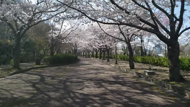 Kyoto, Japan, cherry blossoms, spring, beautiful scenery, sightseeing spots　桜のトンネル京都　亀岡　スローモーション　01