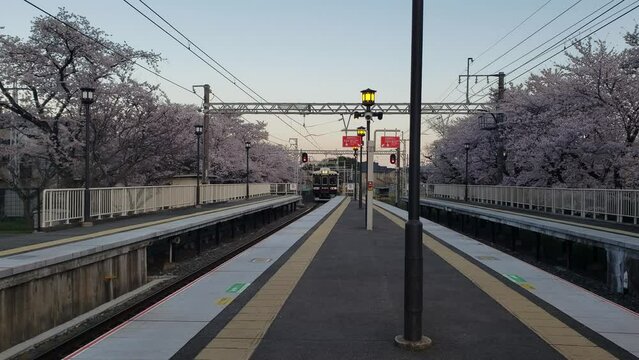 Kyoto, Japan, cherry blossoms, spring, beautiful scenery, sightseeing spots　京都嵐山駅舎の桜　スローモーション