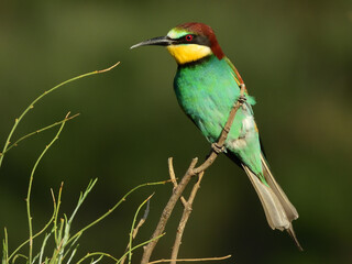Fototapeta premium Merops apiaster. Abejaruco. Abejas. Multicolor