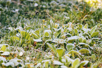 frosty morning grass