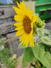 sunflower and bee