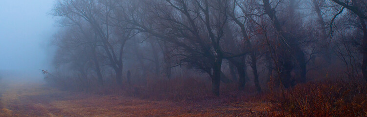Spooky old forest on foggy autumn day - 500209417
