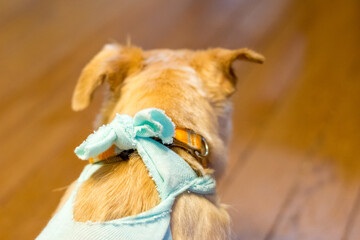 術後服を着た犬