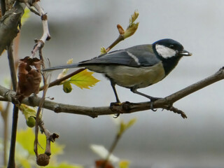 Yellow tomtit bird standing on the tree branch with seed in the beak